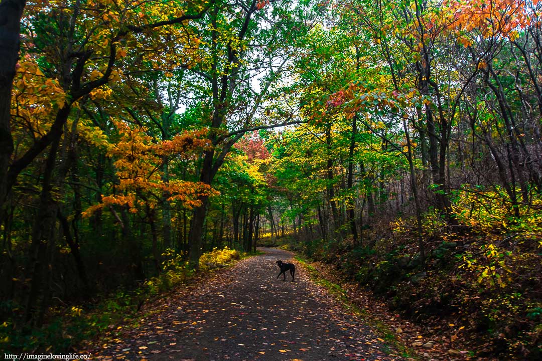 Loop Road Trail